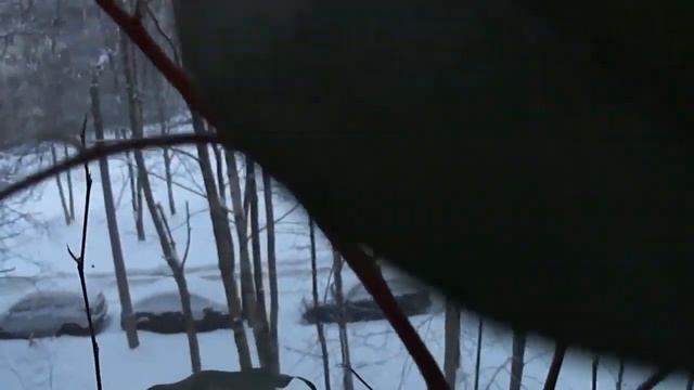Фикус сбросил листья . Причины. смотреть онлайн