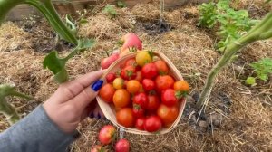 Сбор томатов сорт Лакомка