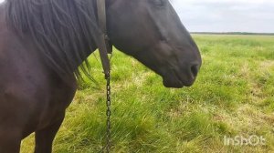 ЛОШАДИ/ВОРОНАЯ КОБЫЛА АЗА ПЕРШЕРОНОВСКИХ КРОВЕЙ