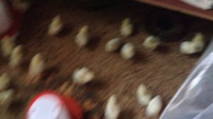 День 4 разведение бройлеров кобб 500. Подстилка из опилок и пеленок