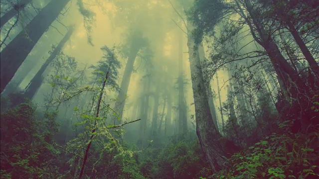 Эмбиент музыка, CBL - Hydroponic Garden