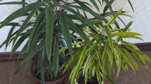 Фикус Биннендийка Али, Амстел Грин Голд. Описание, правильный уход. Неприхотливое растение.