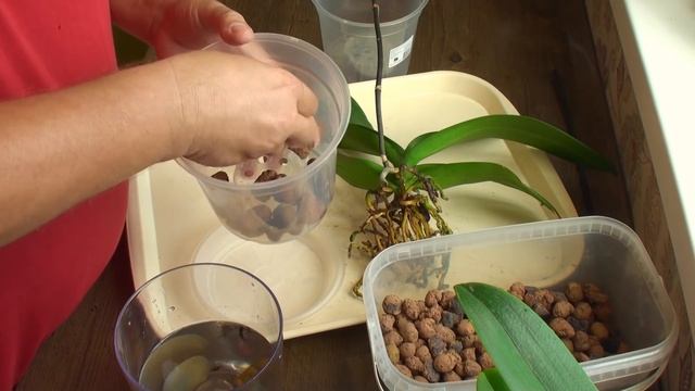 ОРХИДЕИ ПЕРЕСАЖИВАТЬ ОЧЕНЬ ЛЕГКО // подробное видео бюджетной и доступной пересадки фаленопсиса смотреть онлайн