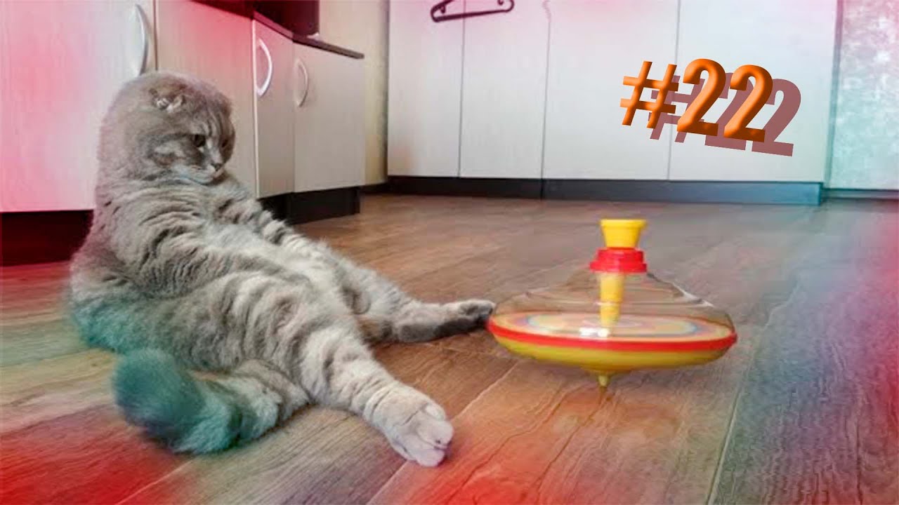611 секунд Смеха ?? Смешных моментов | Милые котики Приколы с котами ?? Смешные коты #22 смотреть онлайн