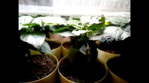 Выращивание сладкого перца под лампой.