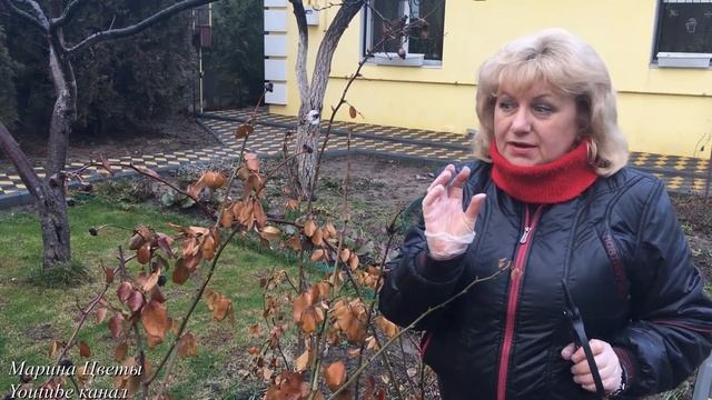 Как отличить чайно - гибридную розу от флорибунды ? смотреть онлайн