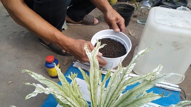 REPOTTING KADAKA VARIEGATA LANGKA/ RARE ASPLENIUM NIDUS REPOTTING  ~TANIAMEL GARDEN