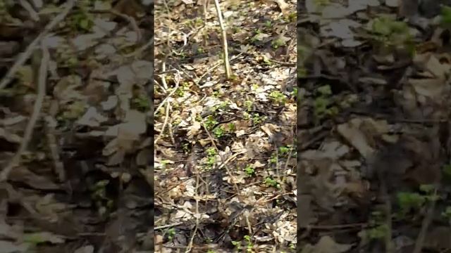 Покормили белку смотреть онлайн