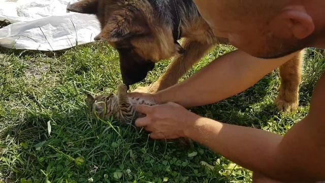 Купили и привезли на хутор венец к дому . Реставрация хутора продолжается . Где ночуют наши собаки смотреть онлайн