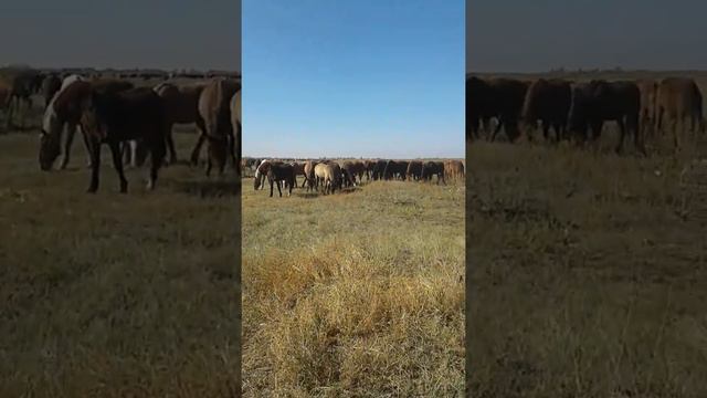 Красота Казахстанской природы ( любительская съемка) смотреть онлайн