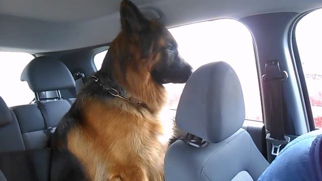 YG, Guardian tired Верный страж смотреть онлайн