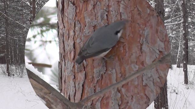 Птицы и белки в парке зимой. Новосибирск. смотреть онлайн