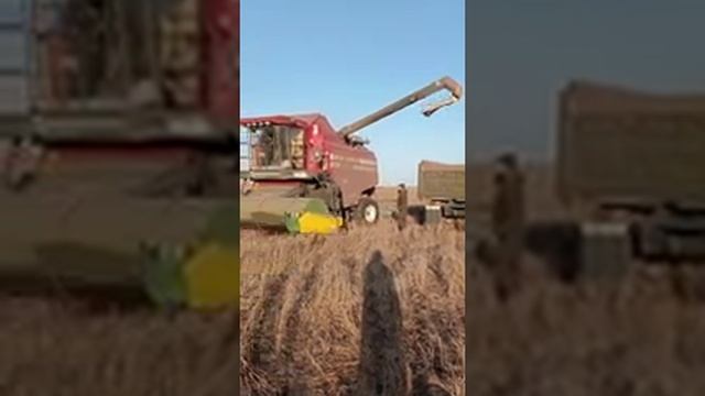 Как наш фермер убирает лён масличный (на Алтае). Комбайнёр, без тебя никуда! Сельское хозяйство Рус смотреть онлайн