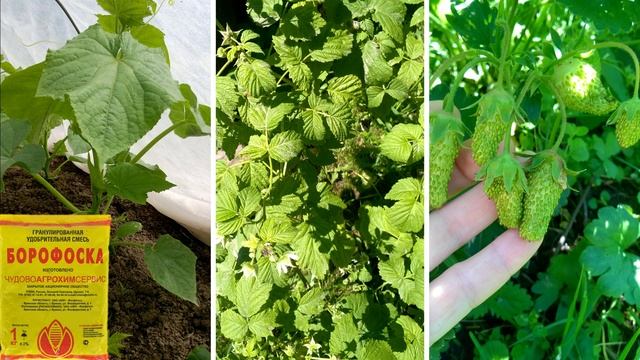ЛУЧШАЯ УНИВЕРСАЛЬНАЯ ПОДКОРМКА (удобрение) для садовых растений и цветов! смотреть онлайн