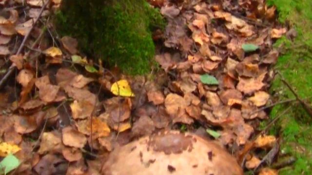 Осенняя поездка в Ярославскую область. смотреть онлайн