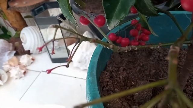 Café de Jardim, (Ornamental)Ardisia Crenata? смотреть онлайн