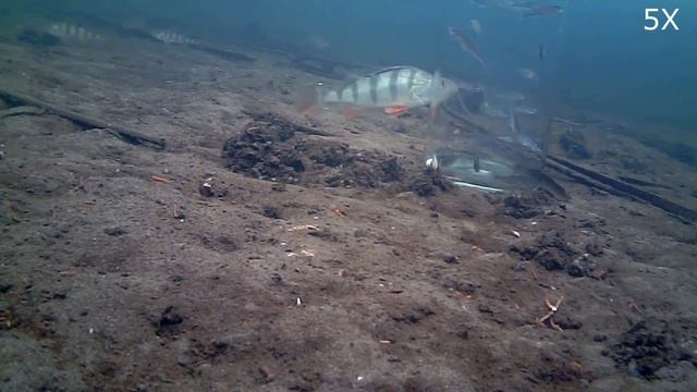 Подводный ЗОМБОЯЩИК! Реакция Щуки и Окуня на банку с мальком.