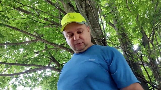 Ότι λάμπει δεν είναι ΧΡΥΣΟΣ. Ramaria flava. смотреть онлайн