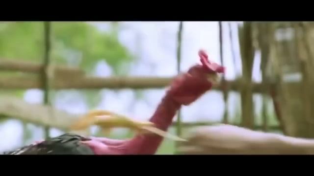 Драка петух ? ????!!!! смотреть онлайн