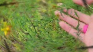 Зверобой Трава: польза и вред (Кратко и Понятно!) | Лекарственные растения