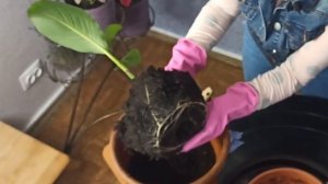 Канны в ландшафтном дизайне. Как пересадить канну. Как прорастить корневище канны