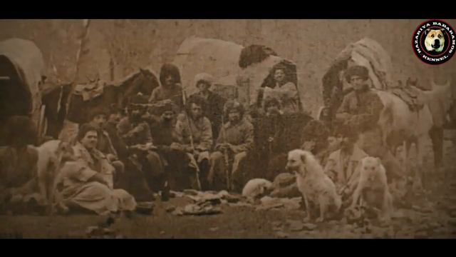 Georgia Shepherd Dog | Qartuli Nagazi Part 3