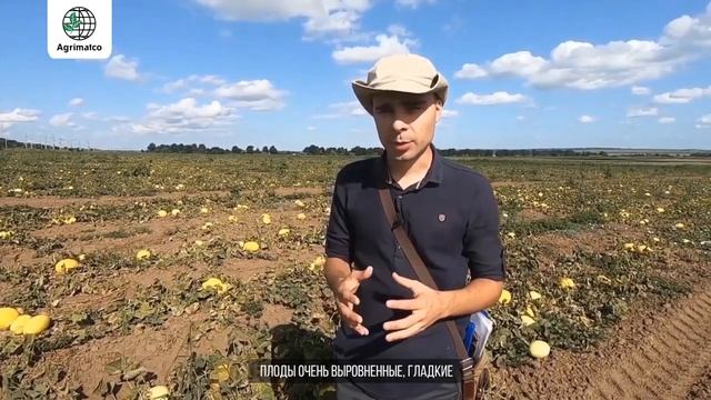 Гибрид дыни Хало F1 канарского типа, от компании Холлар Сидс (США) смотреть онлайн