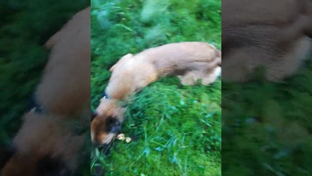 Усталая собака, помесь малинуа и ВЕО, прогулка в лесу 4 часа))) смотреть онлайн