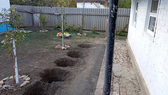 Переехали на Юг/Осеняя посадка роз .