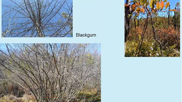 Temperate Forest Dynamics on a Grand Scale: the Harvard Forest Global Earth Observatory Plot смотреть онлайн