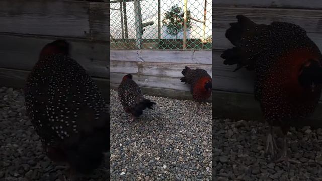 ТРАГОПАН САТИР, TRAGOPAN SATYRA, РОГАТЫЕ ФАЗАНЫ смотреть онлайн