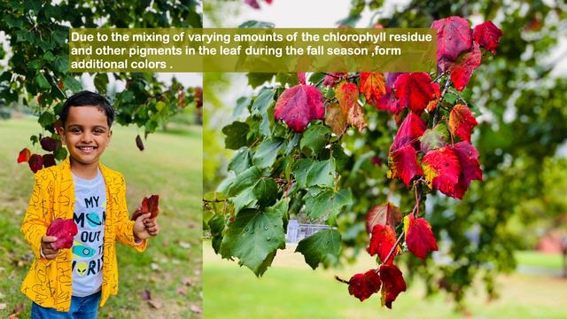 Why do Leaves Change Color in Fall | What makes Leaf fall ? | Autumn / Fall facts - with Arko смотреть онлайн