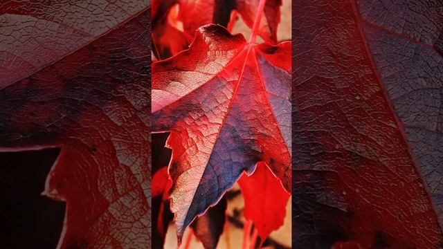 Осенний декор своими руками ? Идеи бюджетного декора дома смотреть онлайн