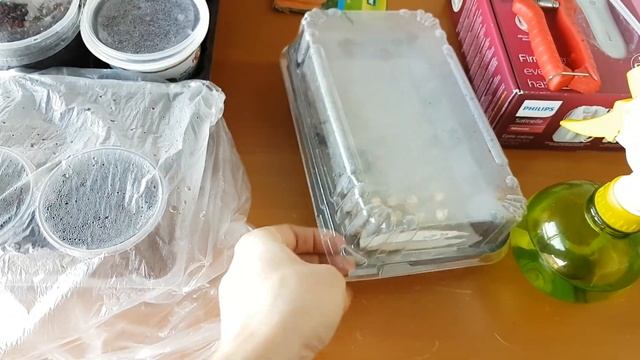 Начала ОГОРОДНЫЙ СЕЗОН. Проращивание ТОМАТОВ. Подсолнух и КУКУРУЗА через РАССАДУ. Зелень, АНАНАС смотреть онлайн