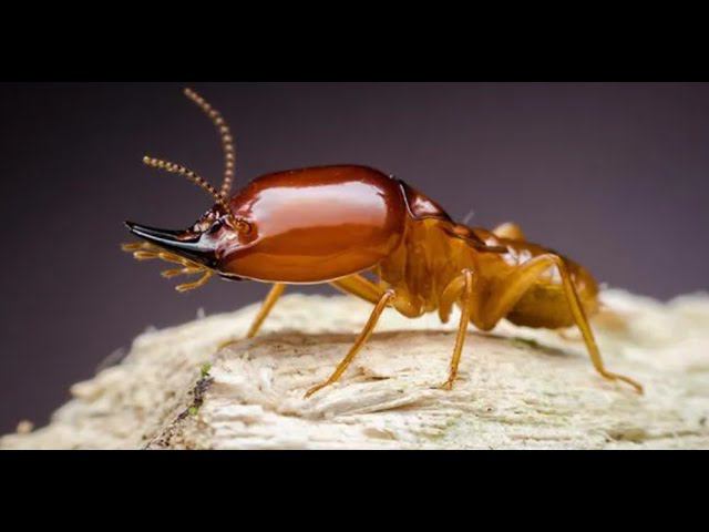 Подземелье термитов: Удивительные тайны многотысячных колоний смотреть онлайн