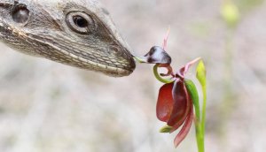 «Калания (Caleana major)» РЕЛАКС АРТ-ТЕРАПИЯ ИМПРОВИЗАЦИЯ композитор Виктор Анохин #flowers #music