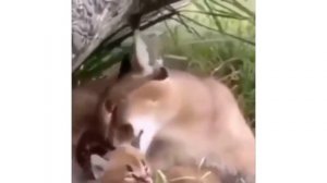 мемы про шлёпу