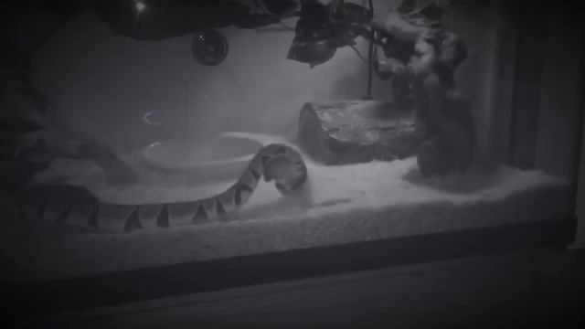 Slow Motion Ball Python Attack смотреть онлайн