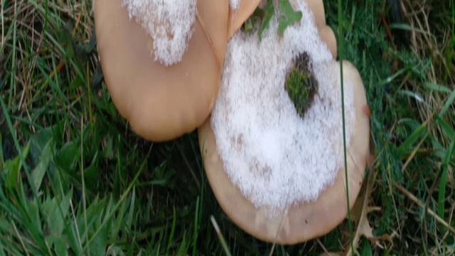 ВЕШАНКА смотреть онлайн