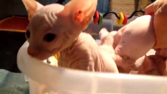 Hairless Sphynx & Bambino Cats & Kittens смотреть онлайн