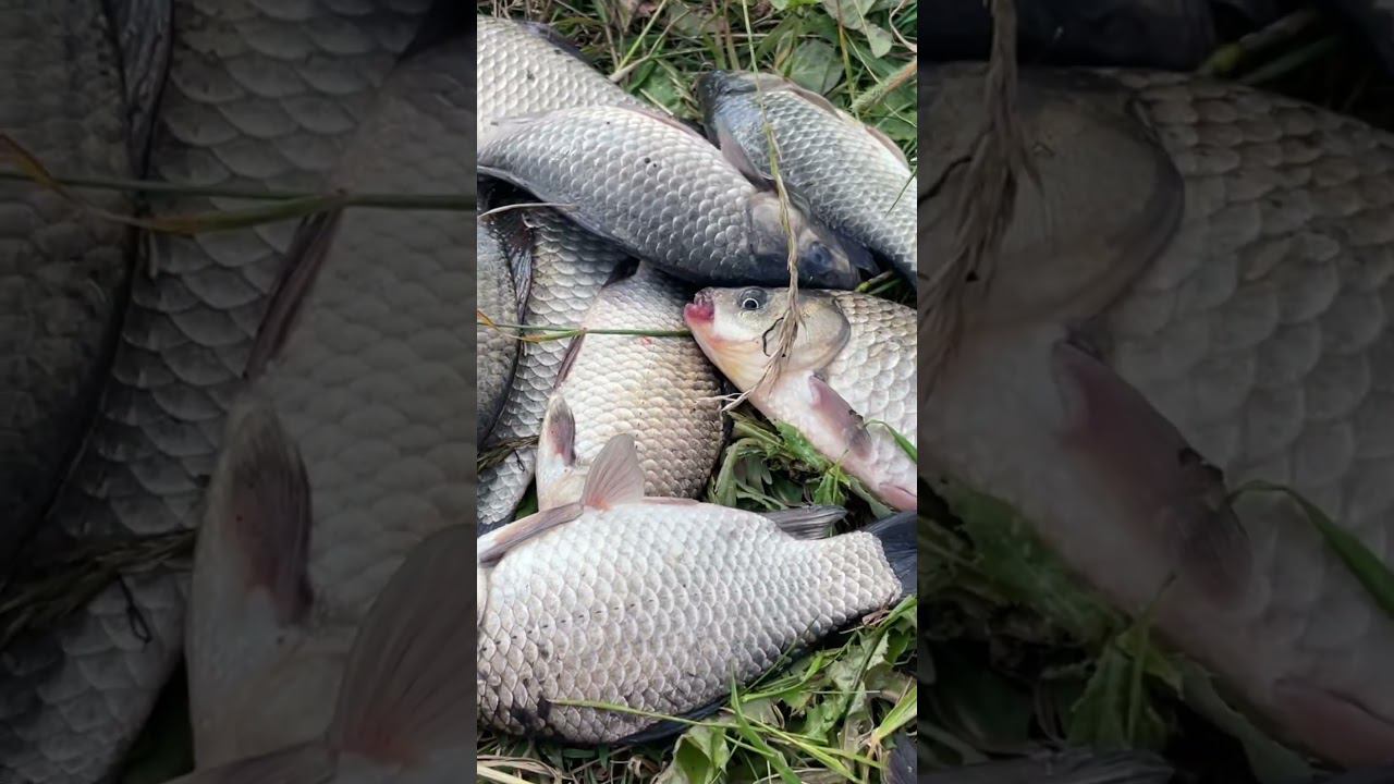 Вот бы карася половить #рыбалкакстово #плотва #первыйлёд смотреть онлайн