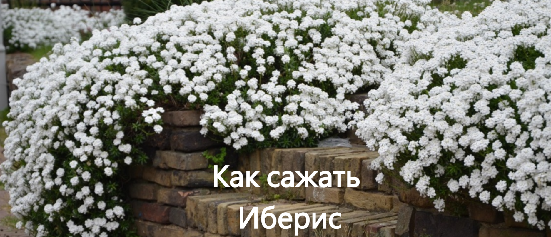 Как сажать иберис. Выращиваем иберис из сенян