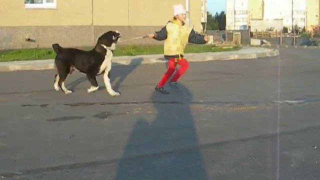 Движения собаки смотреть онлайн