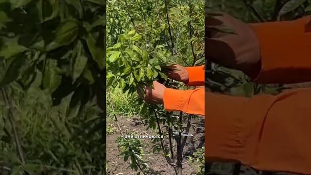 Прививаем алычу на сливу смотреть онлайн