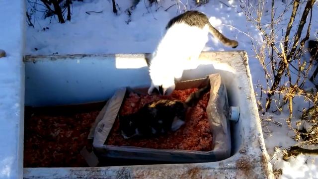 Куриный костный остаток халяль для Мурзиков смотреть онлайн