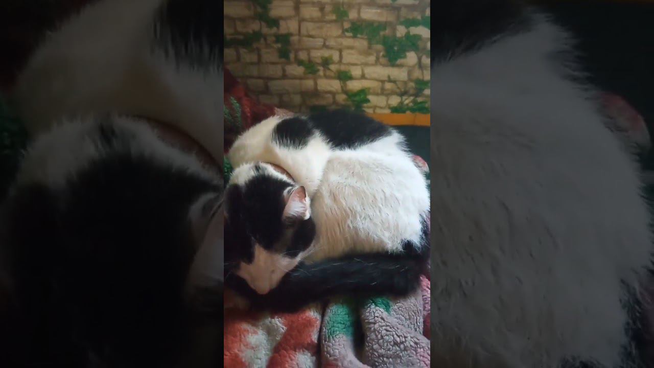 Котики устали #cat #милота #питомцы #кот #дача #сон #спать #отдых смотреть онлайн