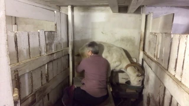 Козы,Запуск.Овощи.Отёк вымени и др..//Всё для любимого мужа// смотреть онлайн