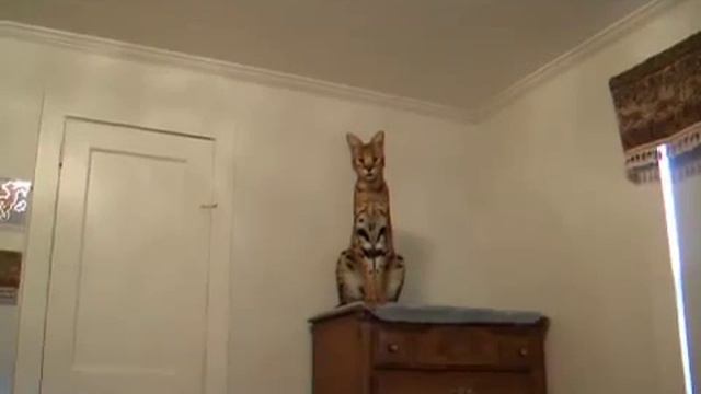 Сервал юниор смотреть онлайн