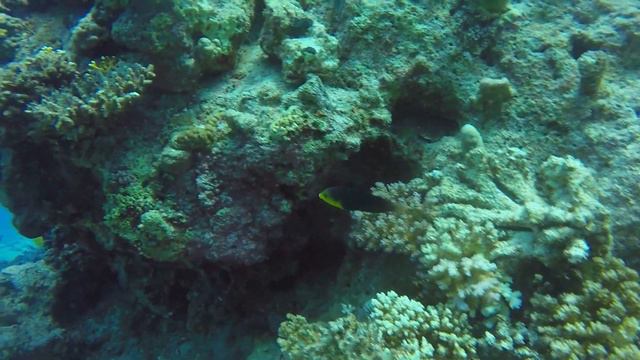 ПРИКОЛЬНЫЕ ОБИТАТЕЛИ ПОДВОДНОГО МИРА | (Сафага, Египет).Safaga, Egypt смотреть онлайн