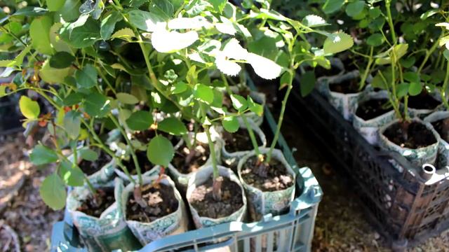 Керчь украсят 25 тысяч однолетних цветов и тысяча кустов роз смотреть онлайн